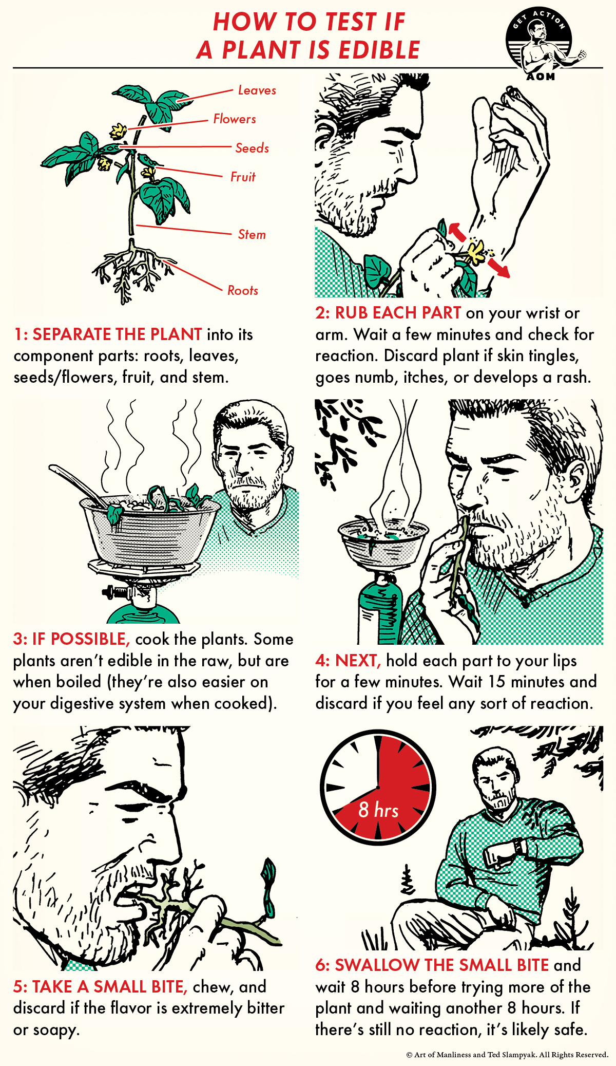 illustrated step-by-step of universal plant edibility test. 