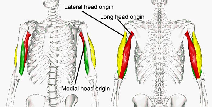 Anatomy of triceps muscle