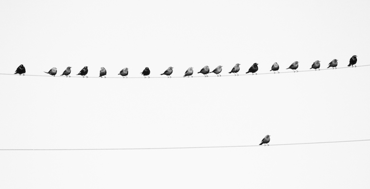 A flock of birds perched on a wire.
