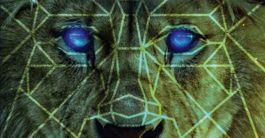 An image of a lion with striking blue eyes.