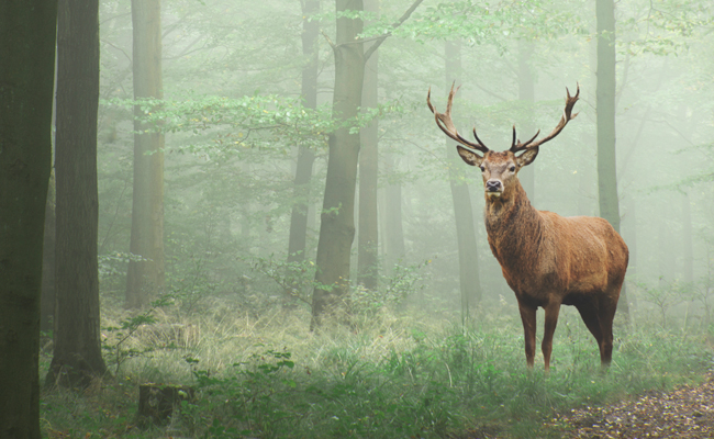 A deer standing in a foggy forest.
