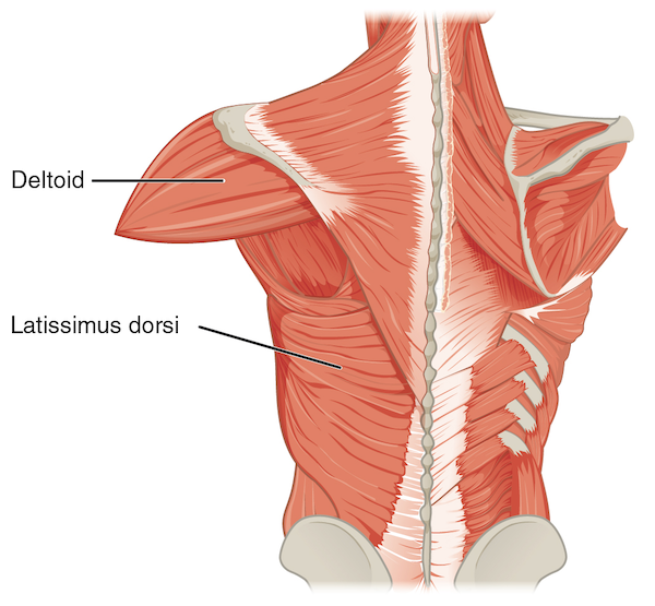 Bro Basics: Lat Pulldowns