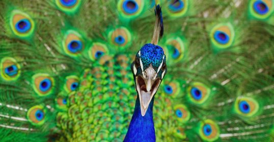 A close up of a peacock displaying its colorful feathers.