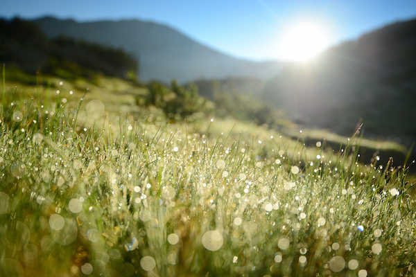 A close up of a grassy field with dew drops glistening in the Youth.