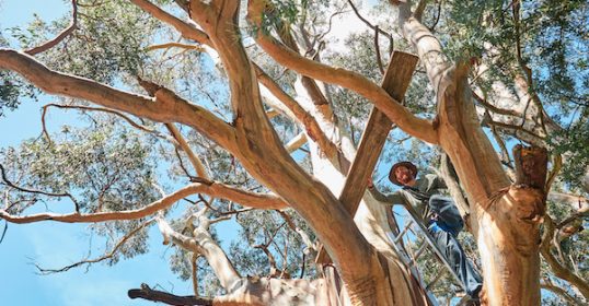 Pruning of Eucalyptus trees in Sydney.