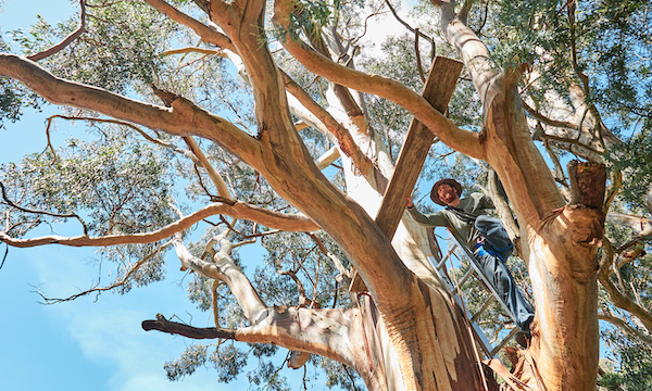 Pruning of Eucalyptus trees in Sydney.