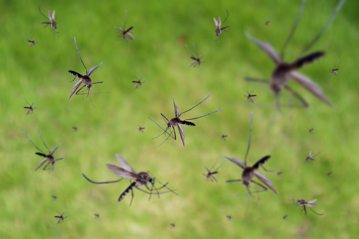 Organic Mosquito Control Durham Nc