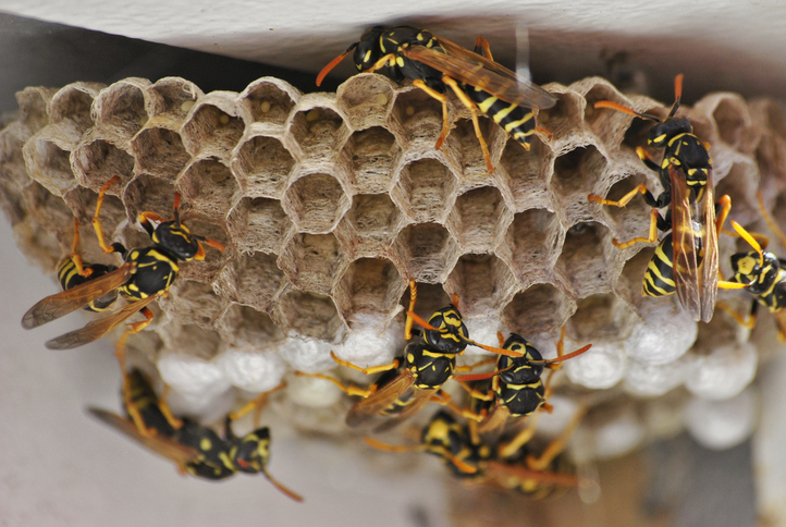 Why Do Wasps Swarm Greenery After Summer With No Nest?