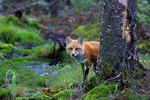 A red fox peering out from behind a tree in a forest during an episode of Podcast #883.