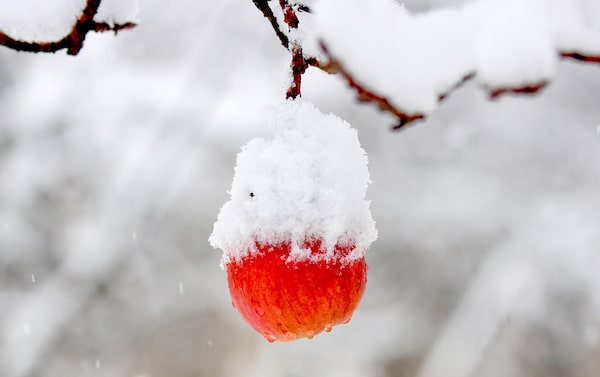 An apple hanging from a tree branch, covered in snow, a scene never given more than a fleeting glance.