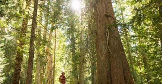 Person standing on a fallen log in a sunlit forest, inspired by Podcast #907 on How to Read a Tree.
