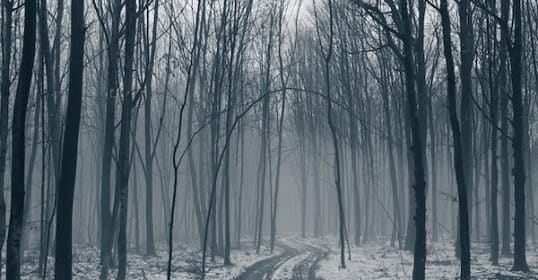 A winding path through a misty, snow-speckled forest with bare trees during History's Crisis Period.
