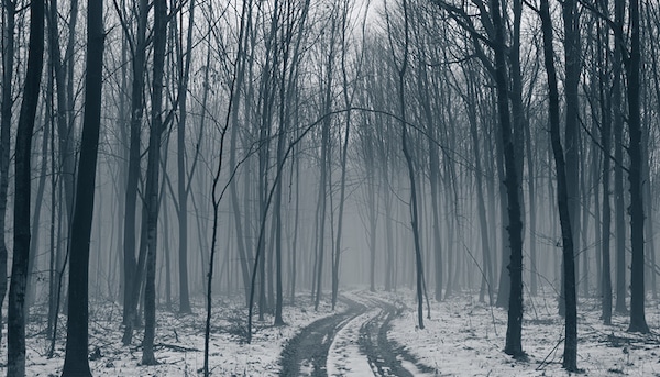 A winding path through a misty, snow-speckled forest with bare trees during History's Crisis Period.