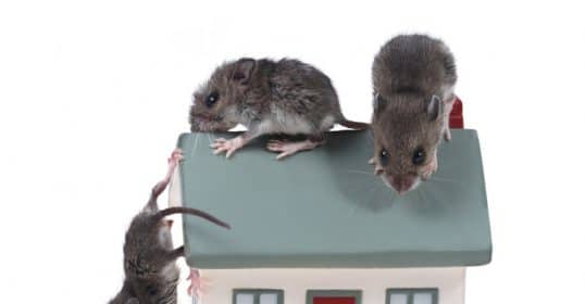 Three mice on a miniature house model illustrate how to get rid of mice.