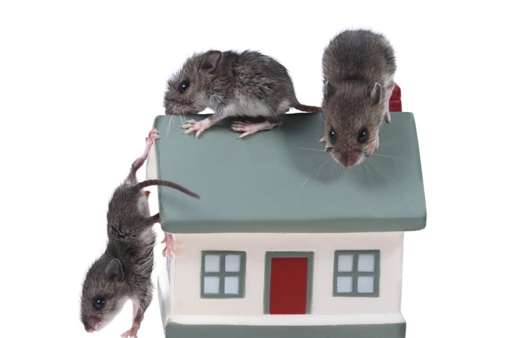 How to Get Rid of Mice In Your Home - Step by Step