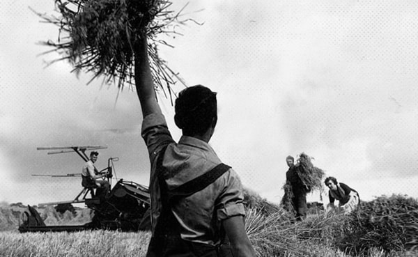 Agricultural workers harvesting crops at harvest time with a helicopter flying low in the background.