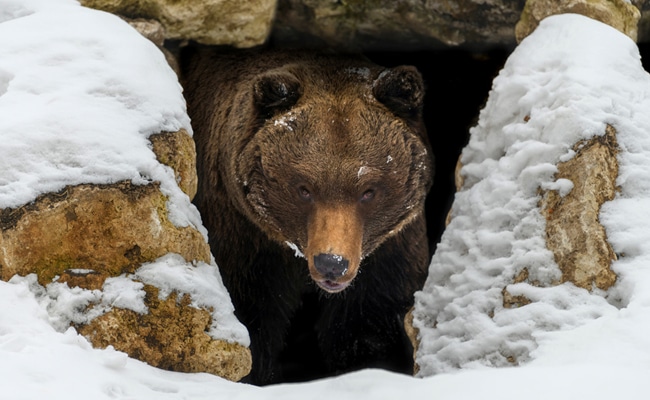 A brown bear, prepared to live off fat, emerging from a snowy den.