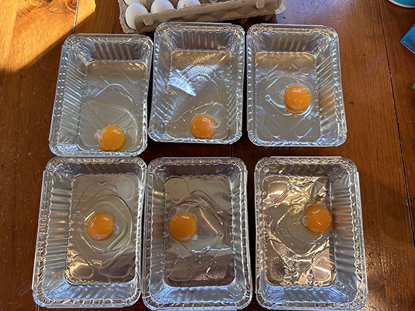 A group of high-protein aluminum trays with eggs in them, super easy to make for breakfast bake.