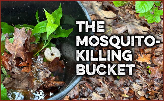 A black bucket on the ground surrounded by leaves, containing water with green plants growing from it and a sign reading "the cheapest way to eradicate mosquitoes.