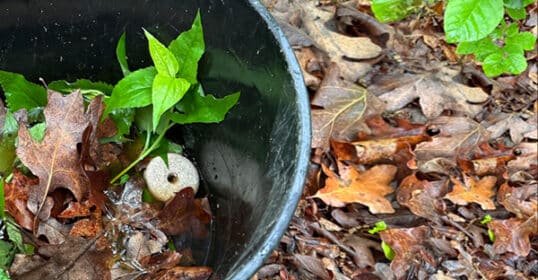 A mosquito bucket, colored black and containing water with young green plants, is partially submerged in a bed of fallen, brown leaves.