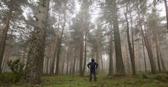Person standing with hands on hips, facing tall pine trees in a foggy forest, contemplating survival tips.