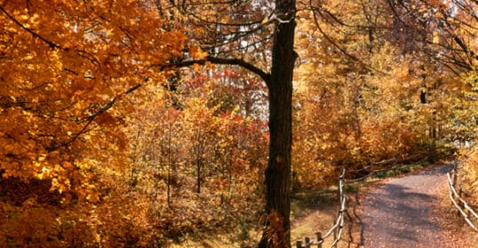 A winding path with a wooden fence is surrounded by vibrant autumn foliage, featuring orange and yellow leaves under a clear sky—a true highlight on any men's autumn checklist.